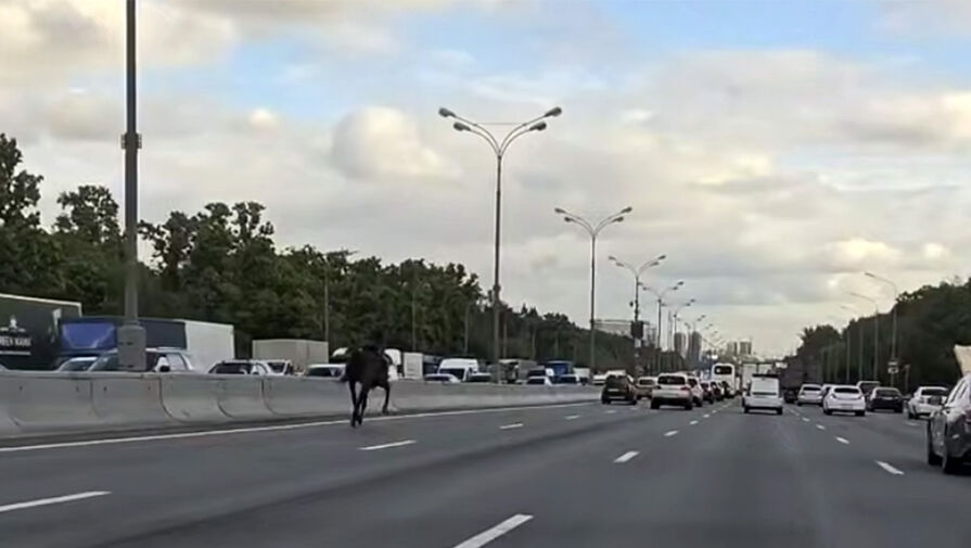 Лошадь выбежала на МКАД и попала на камеру