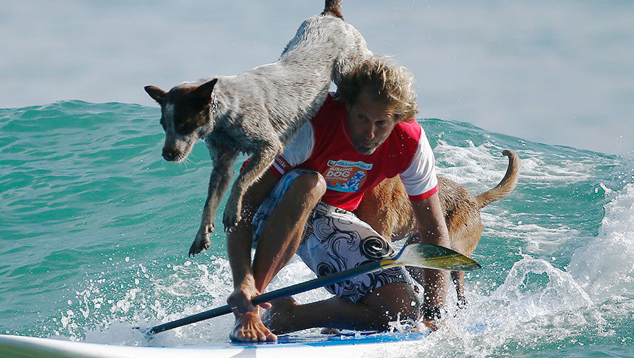 Австралийские собаки ловят волну, а не кошек - Газета.Ru