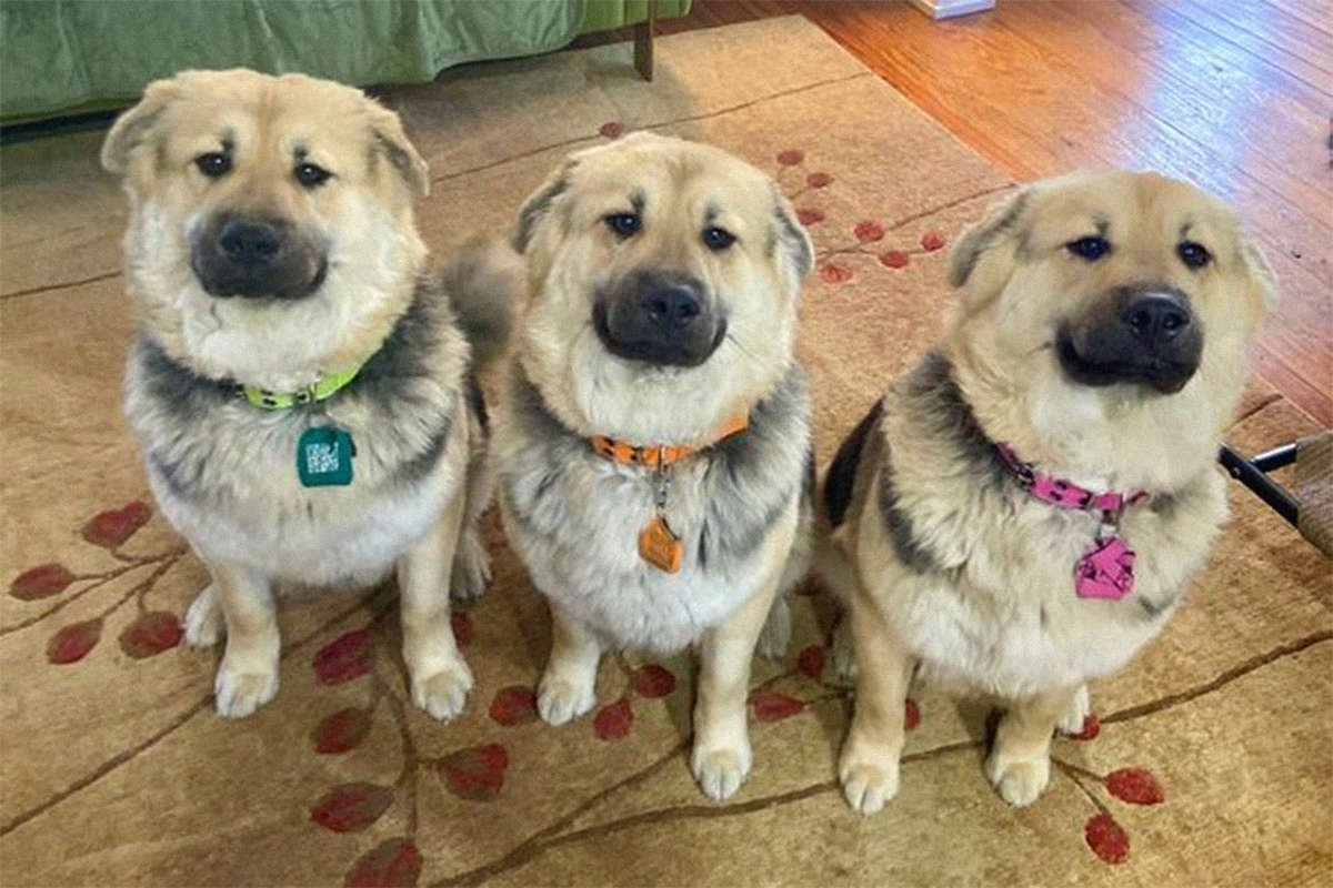 Swat 4 gold collection dvd. три копии. тост в трех экземплярах фото. три копии. кавказская пленница 1966.