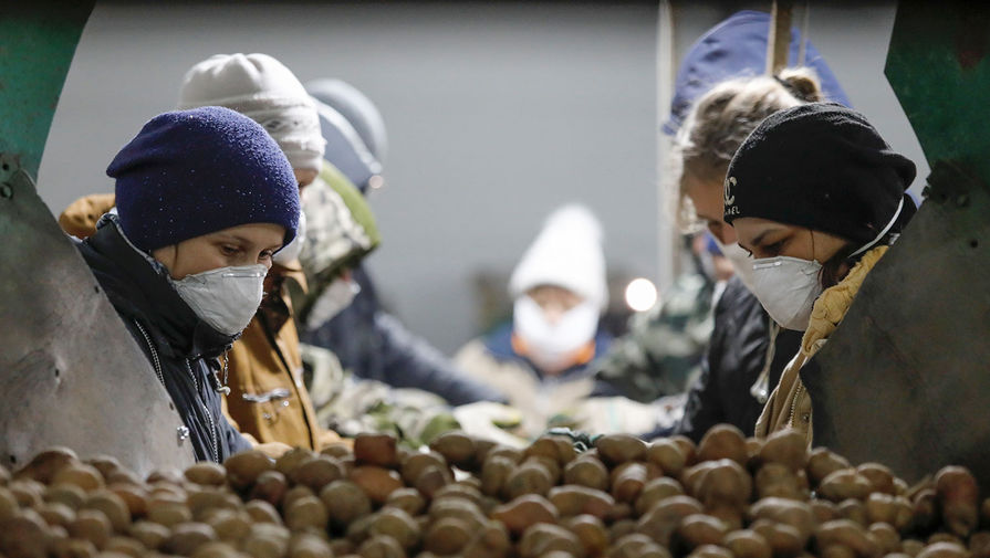 Фермеры предупредили о резком подорожании картошки в России