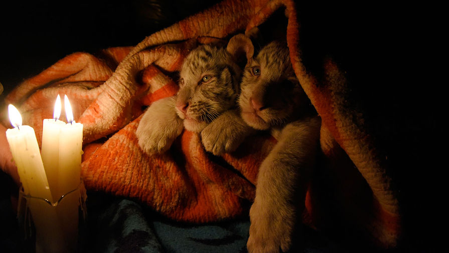 Белых бенгальских тигрят спасают от холода в&nbsp;зоопарке Ялты
