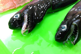 Акула-«Чужой» Trigonognathus kabeyai