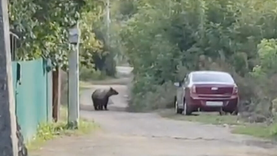 Под Уфой молодой медведь забрел на дачи и напугал местных жителей