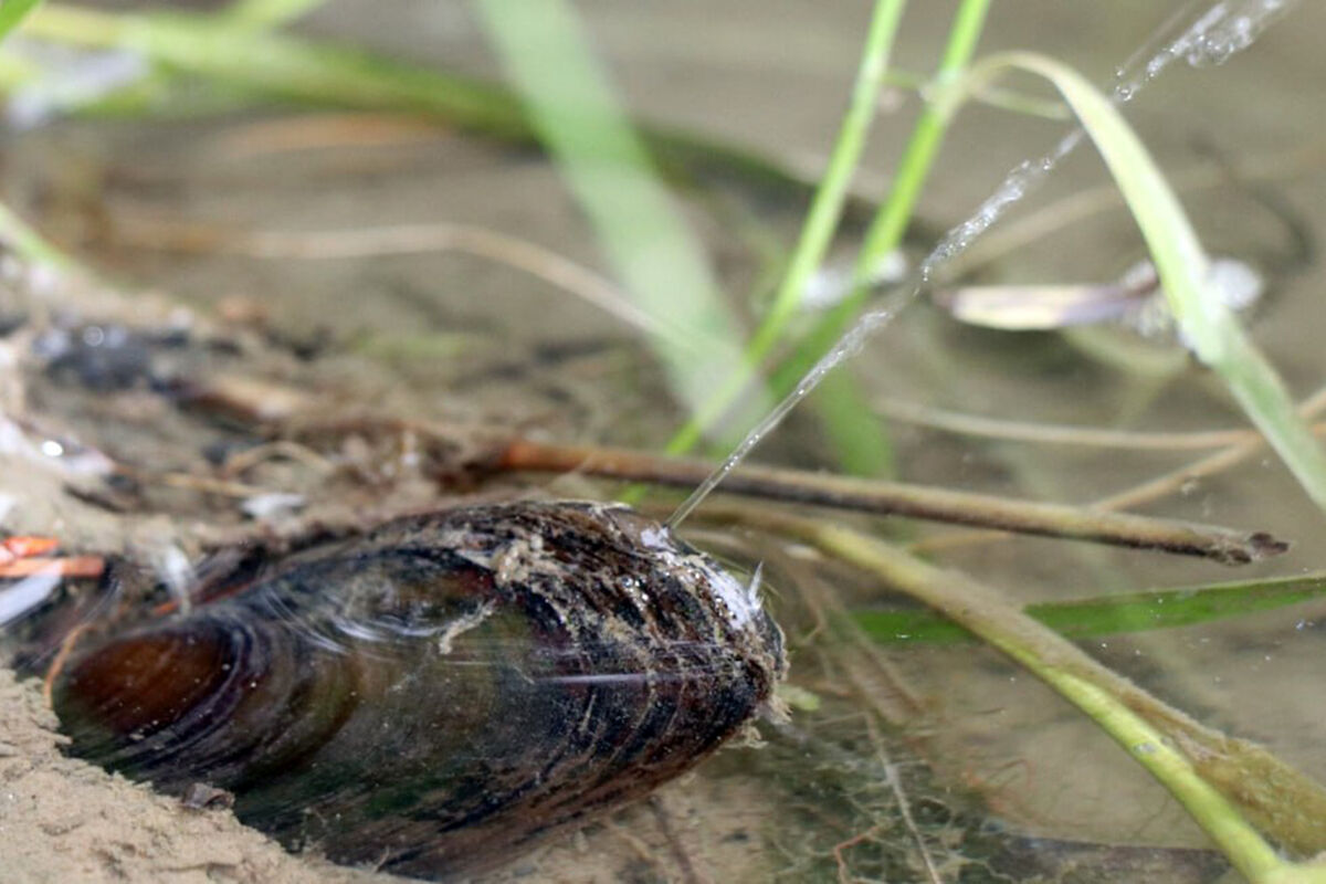 Зоологи сняли на видео уникальных «плюющихся» водой пресноводных мидий -  Газета.Ru | Новости