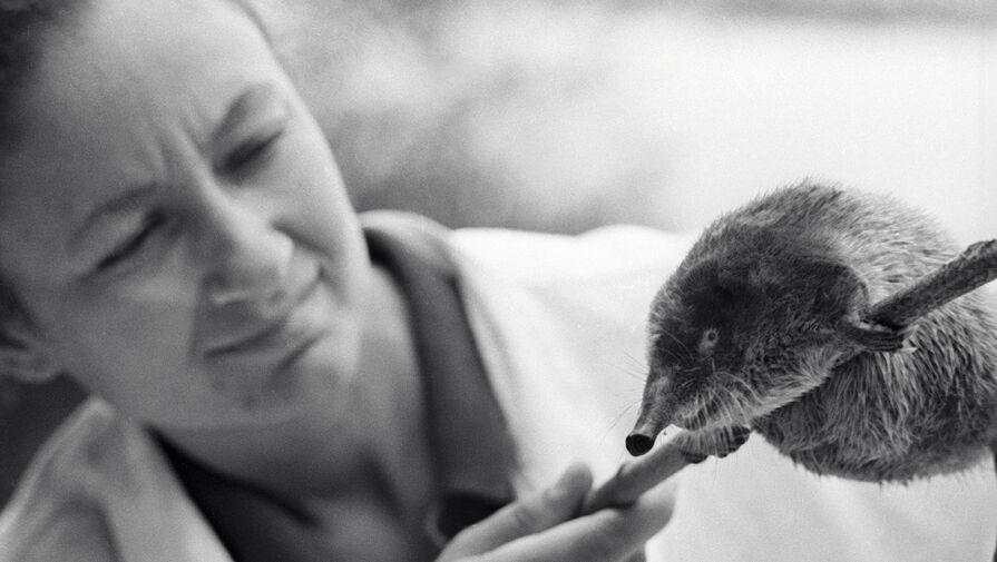 Ученые нашли способ возродить исчезающих русских выхухолей