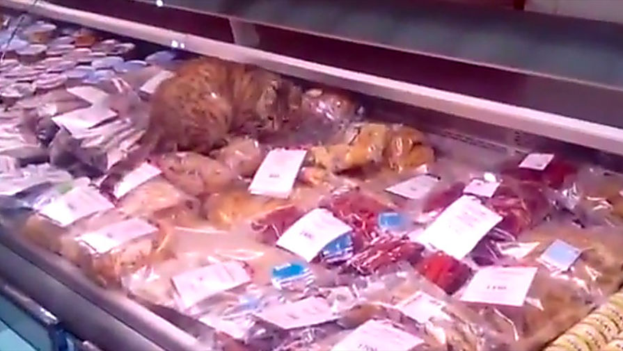 Кошка Матроскина, съевшая морепродуктов на 60 тысяч рублей в аэропорту Владивостока
