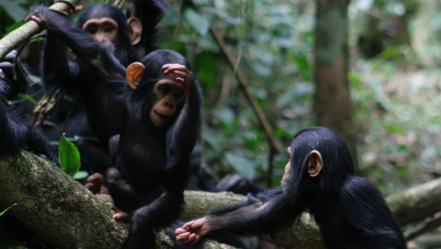 Высшие приматы способны освоить человеческую речь, выяснили ученые