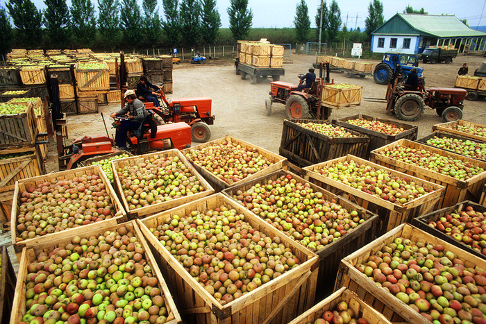 Сбор урожая яблок в Молдавии