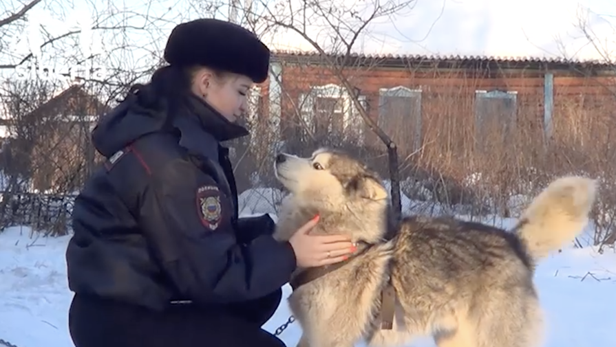 В Кузбассе сотрудница полиции отбила хаски от стаи бродячих собак и забрала его себе