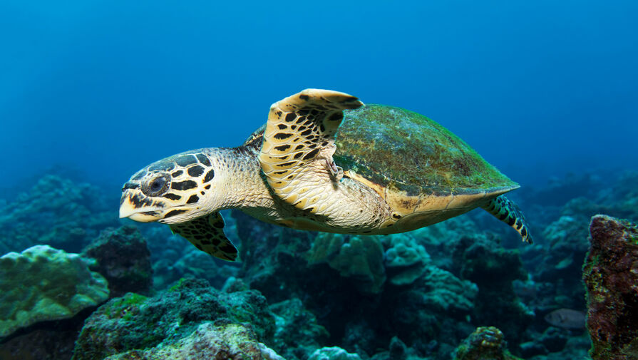 Мясо морской черепахи стало причиной отравления 78 человек в Танзании
