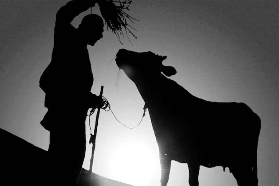 Кадр из фильма «Корова» (1969)