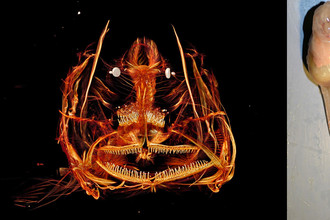 Морской слизень Pseudoliparis Sire