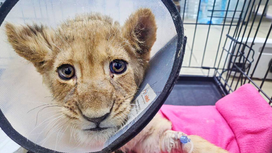 Может прожить месяц: у искалеченной львицы из Москвы-Сити нашли опасную болезнь