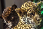 Полуторамесячные детеныши ягуара Кими и Инка в Ленинградском зоопарке