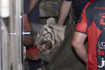Белый тигр, который был застрелен спецназом в центре Тбилиси