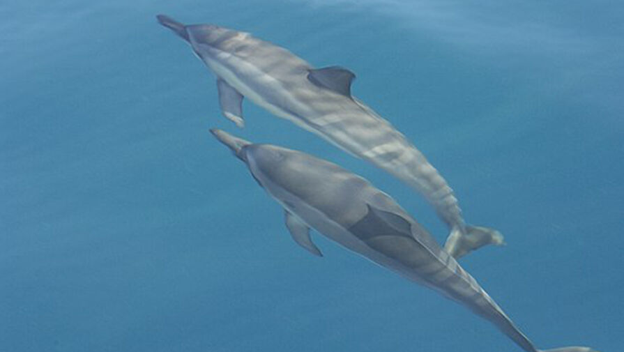 Биологи обнаружили, что кошачий паразит токсоплазма мог убить 60 гавайских дельфинов