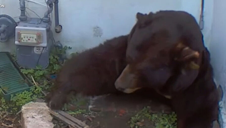Огромный медведь поселился в подвале частного дома и жил там несколько месяцев