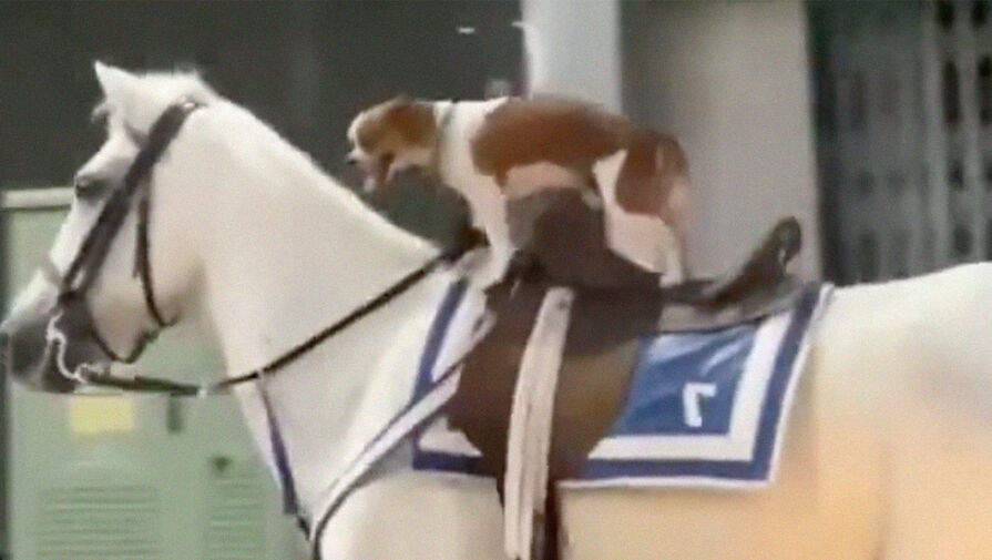 Соцсети рассмешило видео с собакой, скачущей на лошади