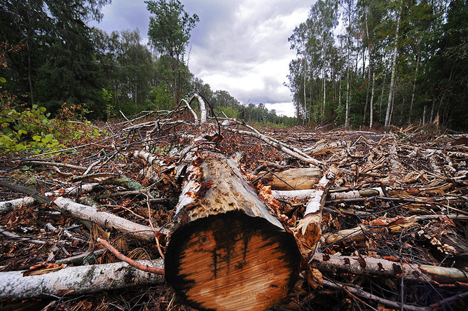Компания-застройщик готовит иск в отношении активистов, избитых в Химкинском лесу 