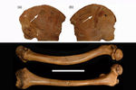 Сверху: левая подвздошная кость ребёнка Сунгирь-2 с внутренней (а) и наружной (b) стороны. Видна выемка, предположительно оставленная копьём; левая бедренная кость Сунгирь-3. Шкала 10 см

