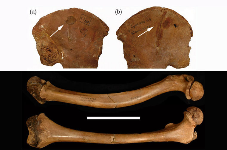 Сверху: левая подвздошная кость ребёнка Сунгирь-2 с&nbsp;внутренней (а) и наружной (b) стороны. Видна выемка, предположительно оставленная копьём; левая бедренная кость Сунгирь-3. Шкала 10 см
