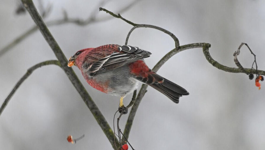 В Москве впервые за век заметили редких птиц