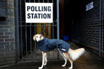 Собака около избирательного участка в Лондоне, 12 декабря 2019 года