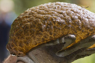 Мшанка Pectinatella magnifica