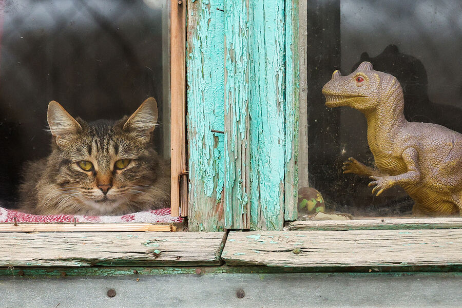 Кот в&nbsp;окне жилого дома, Казань, 27&nbsp;октября 2025&nbsp;года