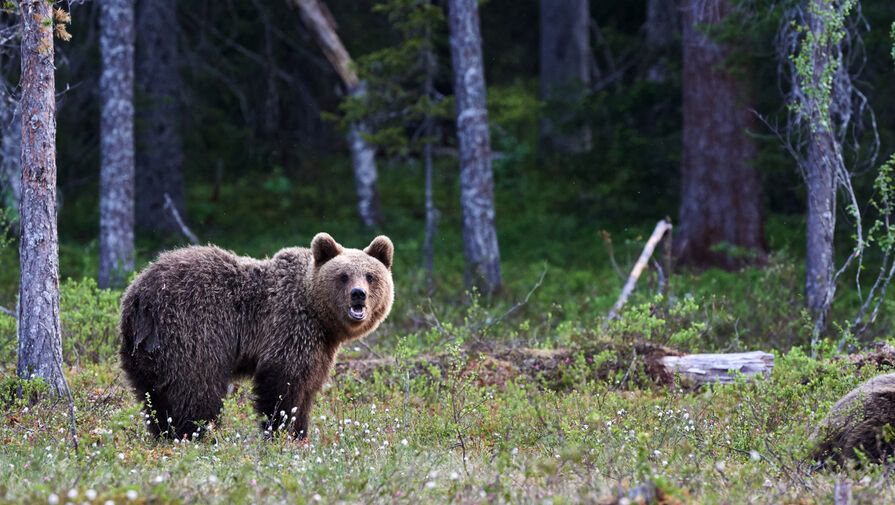 Медведь украл печенье у рыбаков на берегу реки в Кузбассе и попал на видео