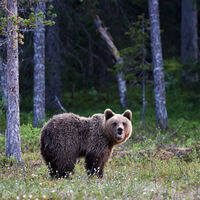 Qiz jiringlayotgan yigitga josuslik qildi Anal porno onlayn uy vazifasi