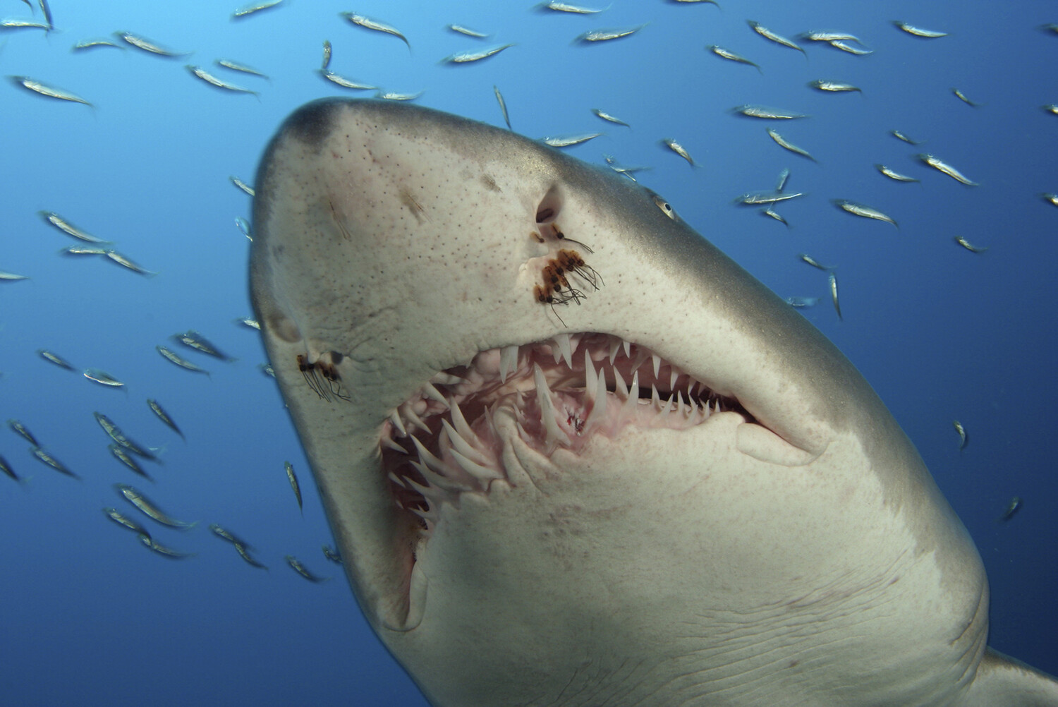 Речное нападение. Акула людоед индийского океана. Тигровая Песчаная акула зубы.