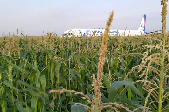 На месте аварийной посадки самолета A321 «Уральских авиалиний» в Подмосковье, 15 августа, 2019 года