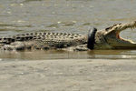 Крокодил, застрявший в автомобильнй шине (Индонезия)