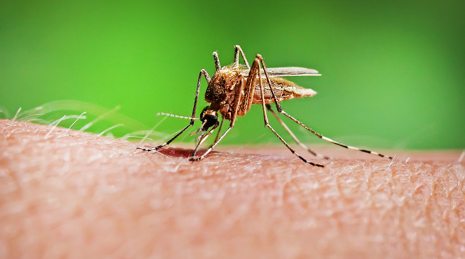 Переносчики опасных заболеваний. Комар Денге. Малярийный комар.