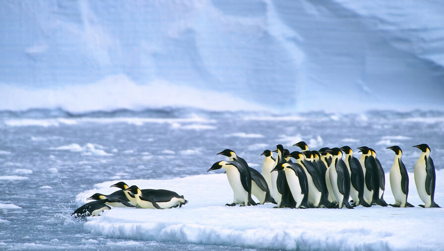 Ученые бьют тревогу из-за резкого таяния шельфовых льдов Антарктиды
