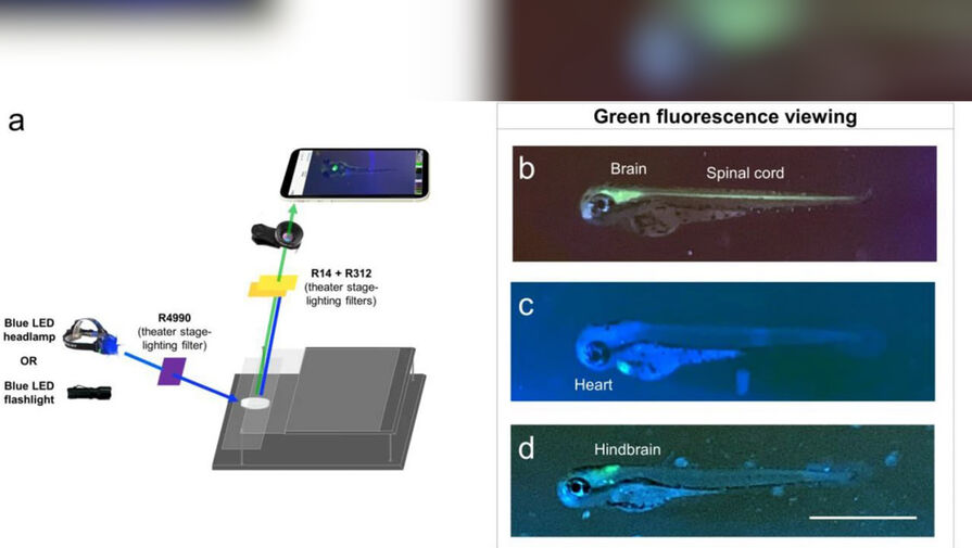 Инженеры нашли способ превратить смартфон в флуоресцентный микроскоп