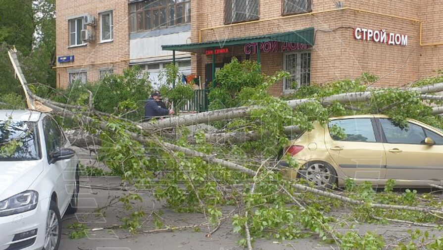 Сильный ветер повалил деревья в Москве
