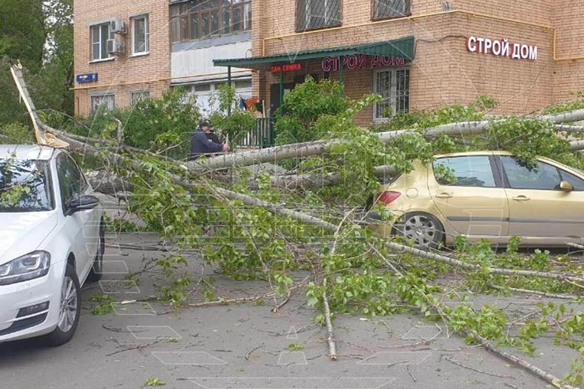 Упавшие из-за ветра деревья повредили семь автомобилей жителей Москвы -  Газета.Ru | Новости