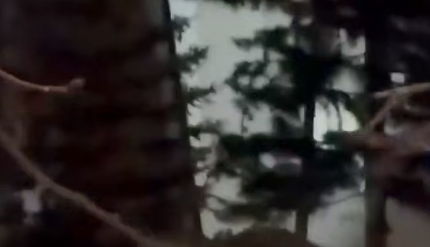 В Самаре из цирка сбежал слон в сильный мороз