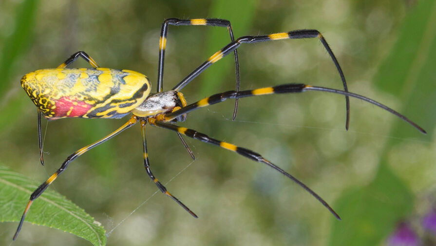Огромные летающие пауки захватили восток США