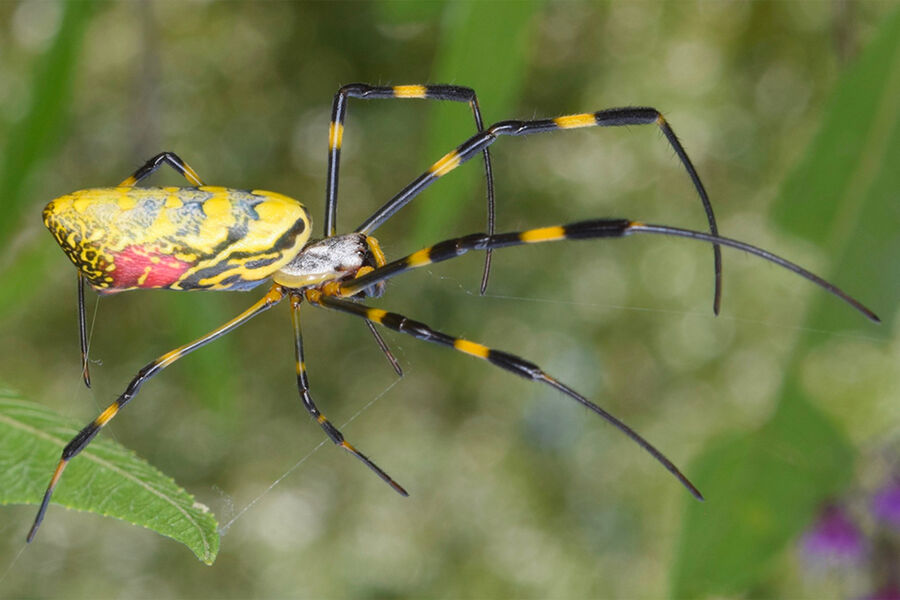 Биологи поняли, как пауки меняют свой яд - Газета.Ru | Новости