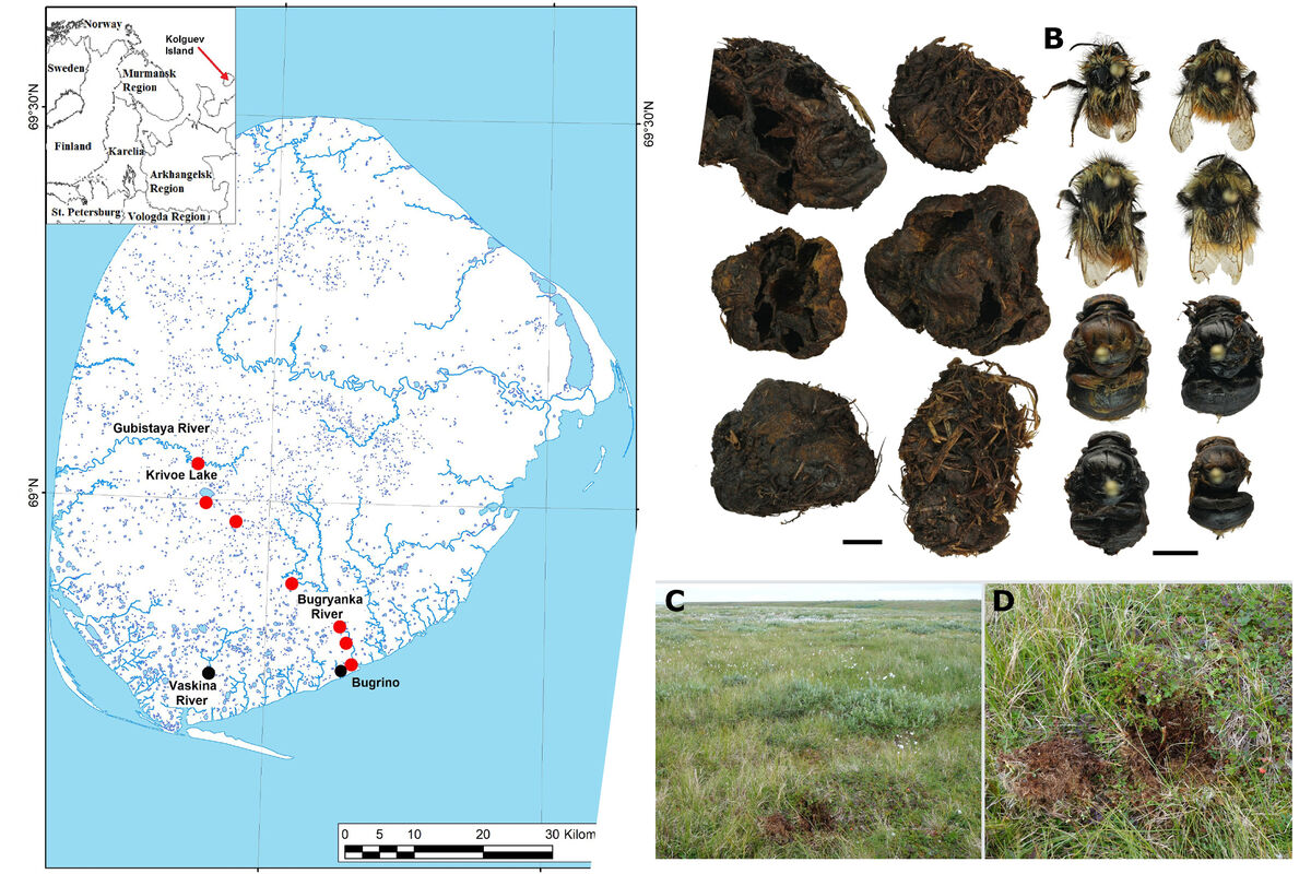 Российские ученые нашли необычные места гнездования арктических шмелей -  Газета.Ru | Новости