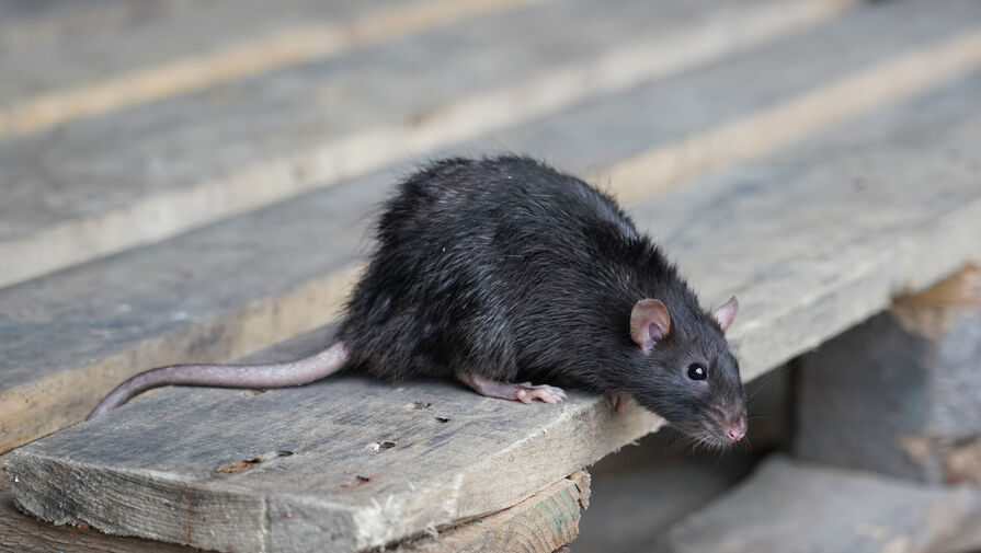 Крыса напала на ребенка во дворе дома в Челябинске 