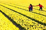 Люди гуляют по полю тюльпанов в Лиссе, Нидерланды, 23 апреля 2024 года 