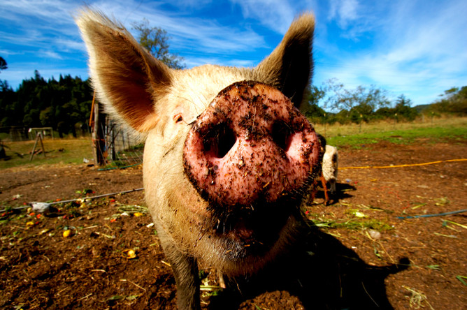 Чувствительность к запаху свиньи прописана в генотипе