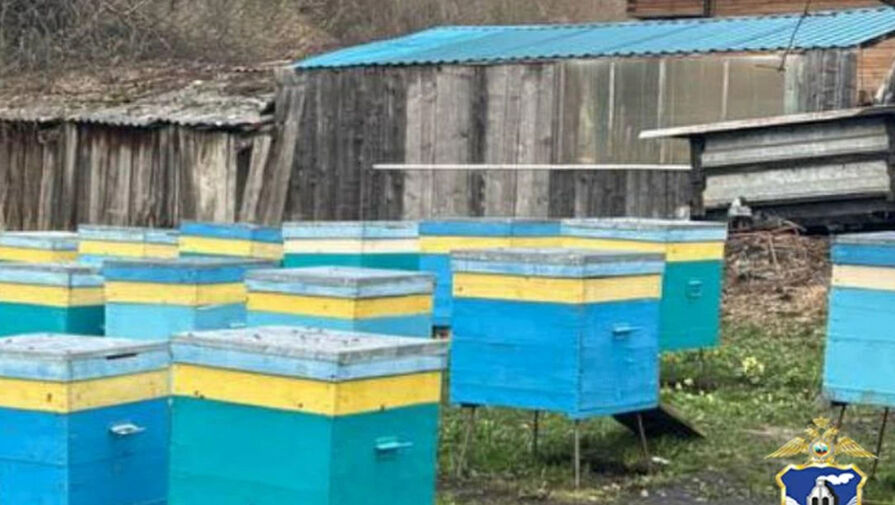 Новосибирские подростки украли улий с пчелами на Алтае, чтобы привезти родителям мед