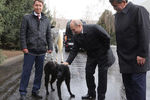 Президент России Владимир Путин с подаренной президентом Киргизии Сооронбаем Жээнбековым собакой породы тайган в Бишкеке, 28 марта 2019 года