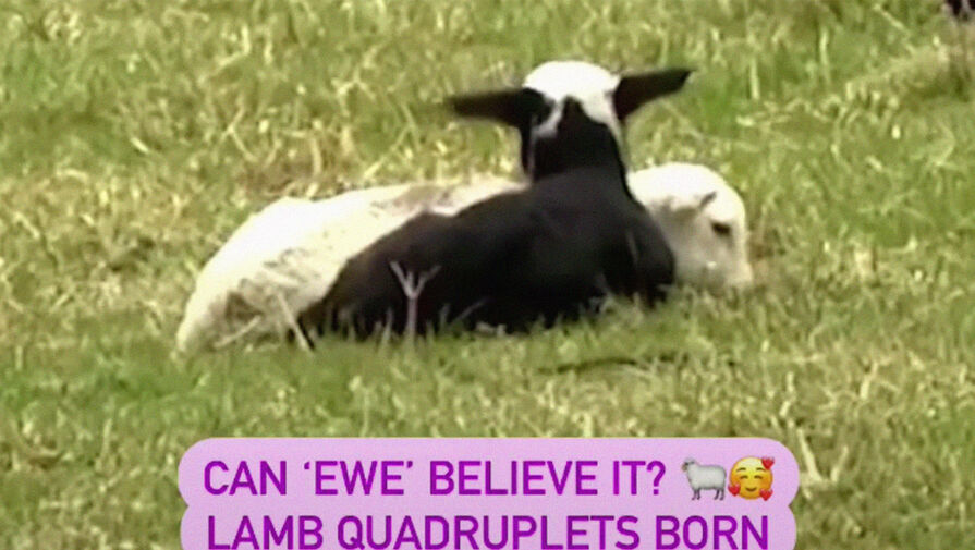 В США овца родила редких четверняшек
