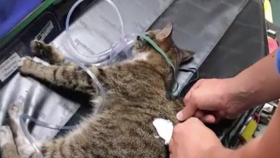 В Татарстане фельдшеры спасли кошку, которая надышалась дымом во время пожара